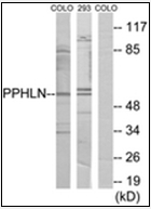 AP32272PU-N - Periphilin 1