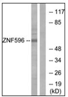 AP32273PU-N - ZNF596