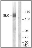 AP32275PU-N - SLK / STK2