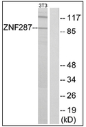 AP32276PU-N - ZNF287