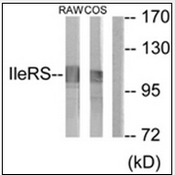 AP32279PU-N - Isoleucyl-tRNA synthetase / IARS2