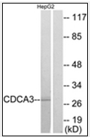 AP32284PU-N - CDCA3