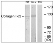 AP32286PU-N - Collagen type I alpha 2 chain