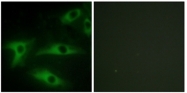 AP32286PU-N - Collagen type I alpha 2 chain