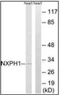 AP32310PU-N - Neurexophilin-1