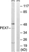 AP32319PU-N - Peroxin 7 / PEX7