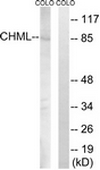 AP32326PU-N - CHML / REP2