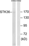 AP32332PU-N - STK36