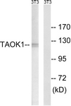 AP32333PU-N - TAO Kinase 1 (TAOK1)