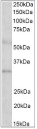 AP32344PU-N - IGFBP1