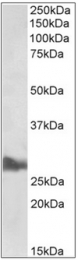 AP32350PU-N - Apolipoprotein A I / APO AI