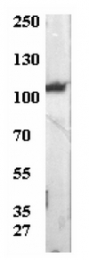 AP32386PU-N - ATP1A3