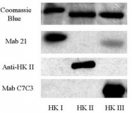 AP32497PU-N - Hexokinase-2