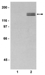AP32544PU-N - TNK2 / ACK1