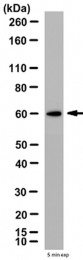 AP32558SU-N - CRMP1 / DPYSL1