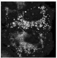 AP32687SU-N - OLR1 / LOX1