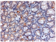 AP32697PU-N - Apolipoprotein A IV / ApoA4