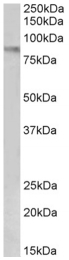 AP32710PU-N - CD106 / VCAM1