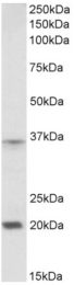AP32715PU-N - HOXA9 / HOX1G