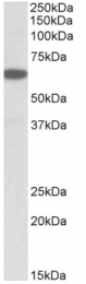 AP32720PU-N - PLA2G4C