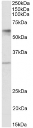 AP32721PU-N - SLC17A5 / Sialin
