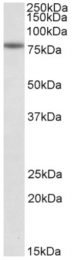 AP32722PU-N - Calpain-1