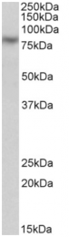 AP32723PU-N - Calpain-1