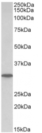 AP32724PU-N - NP