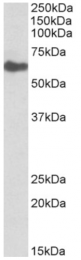 AP32726PU-N - CD224 / GGT1