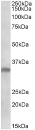 AP32727PU-N - Interleukin-33 (IL33)