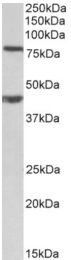AP32734PU-N - Dishevelled-1 / DVL1