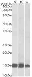 AP32739PU-N - FABP3