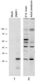 AP32741PU-N - ZNRF1