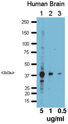 AP32781PU-N - ELAVL4 / HUD