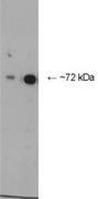 AP32785PU-N - Numb-like protein / NUMBL