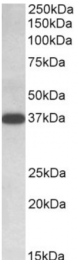 AP32798PU-N - Isocitric dehydrogenase alpha / IDH3A