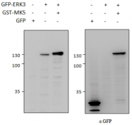AP32807PU-N - MAPK6 / ERK3
