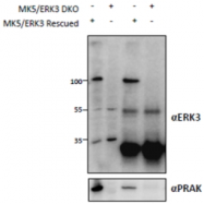 AP32807PU-N - MAPK6 / ERK3
