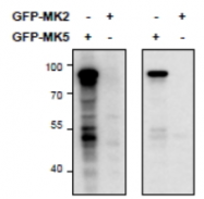 AP32808PU-N - MAPKAP Kinase-5