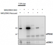 AP32809PU-N - MAPKAP Kinase-5