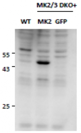 AP32810PU-N - MAPKAP Kinase-2