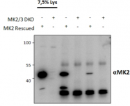 AP32810PU-N - MAPKAP Kinase-2