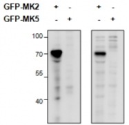 AP32811PU-N - MAPKAP Kinase-2