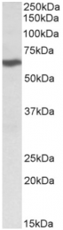 AP32815PU-N - MMP-14 / MT1-MMP