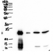AP32817PU-N - PLUNC