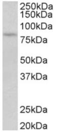AP32819PU-N - PRKCB