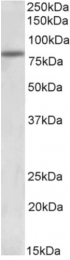 AP32822PU-N - ATF6 alpha