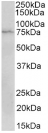 AP32823PU-N - CD19