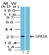 AP32831PU-T - Uroplakin-3a (UPK3A)
