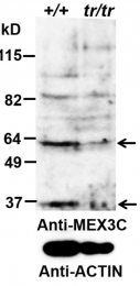 AP32849PU-N - MEX3C / RKHD2